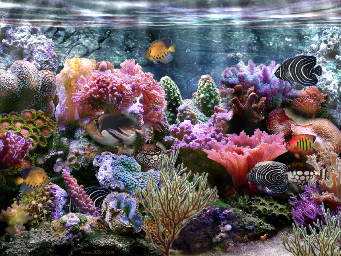 Images Fond D'aquarium A Imprimer Gratuit A4